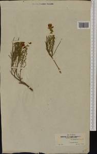 Cytisus fontanesii subsp. plumosus (Boiss.)Fern.Casas, Западная Европа (EUR) (Испания)