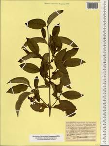 Pyrostria bibracteata (Baker) Cavaco, Африка (AFR) (Сейшельские острова)