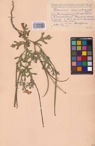 Мачок рогатый (L.) Rudolph, Восточная Европа, Нижневолжский район (E9) (Россия)