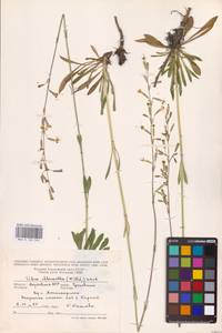 Смолевка зеленоцветковая (Willd.) Ehrh., Восточная Европа, Средневолжский район (E8) (Россия)