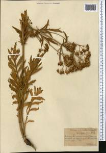 Патриния средняя (Hornem.) Roem. & Schult., Средняя Азия и Казахстан, Северный и Центральный Тянь-Шань (M4) (Казахстан)