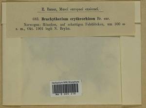 Brachythecium erythrorrhizon Schimp., Гербарий мохообразных, Мхи - Западная Европа (BEu) (Норвегия)