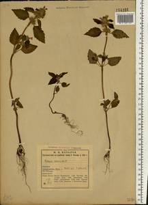 Пикульник красивый, Зябра Mill., Восточная Европа, Северный район (E1) (Россия)