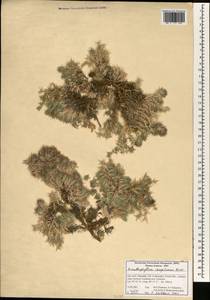 Acanthophyllum caespitosum Boiss., Зарубежная Азия (ASIA) (Иран)