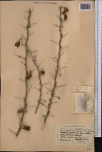 Caragana halodendron (Pall.) Dum.Cours., Средняя Азия и Казахстан, Сырдарьинские пустыни и Кызылкумы (M7) (Казахстан)