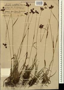 Ожика многоцветковая (Ehrh.) Lej., Кавказ, Южная Осетия (K4b) (Южная Осетия)