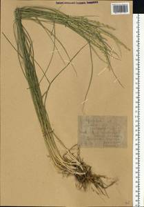 Pseudoroegneria stipifolia (Trautv.) Á.Löve, Восточная Европа, Нижневолжский район (E9) (Россия)