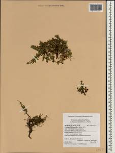 Cuscuta palaestina Boiss., Зарубежная Азия (ASIA) (Кипр)