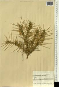 Astragalus spinosus (Forsk.) Muschler, Зарубежная Азия (ASIA) (Ирак)