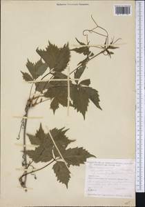 Девичий виноград пятилисточковый (L.) Planch., Америка (AMER) (Канада)