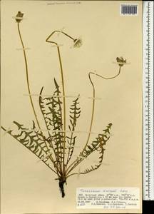 Одуванчик китайский Kitag., Монголия (MONG) (Монголия)