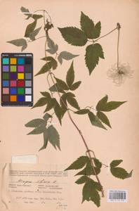 Княжик сибирский (L.) Mill., Восточная Европа, Восточный район (E10) (Россия)