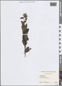 Pentanema asperum (Poir.) G.V.Boiko & Korniy., Кавказ, Азербайджан (K6) (Азербайджан)