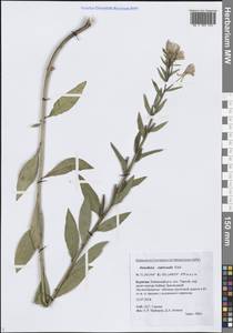 Oenothera × rubricaulis Kleb., Сибирь, Прибайкалье и Забайкалье (S4) (Россия)