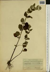 Щетинохвост шандровый (L.) Ehrh. ex Rchb., Восточная Европа, Центральный район (E4) (Россия)