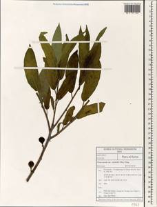 Ficus erecta Thunb., Зарубежная Азия (ASIA) (Республика Корея)