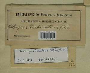 Ptychostomum turbinatum (Hedw.) J.R. Spence, Гербарий мохообразных, Мхи - Западная Европа (BEu) (Германия)