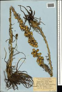 Асфоделина желтая (L.) Rchb., Крым (KRYM) (Россия)