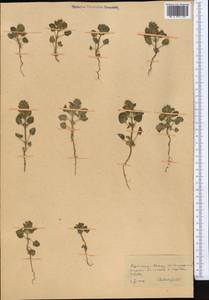 Lamiaceae, Средняя Азия и Казахстан, Каракумы (M6) (Туркмения)