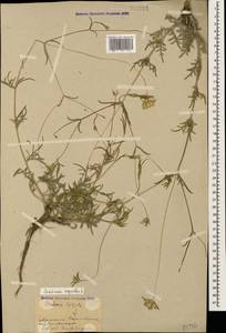 Ломелозия серебристая (L.) Greuter & Burdet, Кавказ, Армения (K5) (Армения)