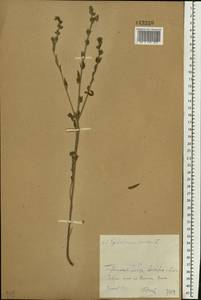 Буглосоидес полевой, Воробейник полевой (L.) I.M.Johnst., Восточная Европа, Средневолжский район (E8) (Россия)