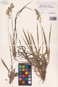 Anthoxanthum repens (Host) Veldkamp, Восточная Европа, Нижневолжский район (E9) (Россия)