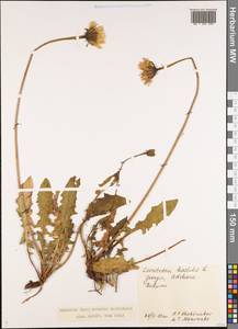 Leontodon hispidus subsp. danubialis (Jacq.) Simonk., Кавказ, Грузия (K4) (Грузия)