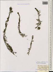 Utricularia ×australis R. Br., Кавказ, Краснодарский край и Адыгея (K1a) (Россия)
