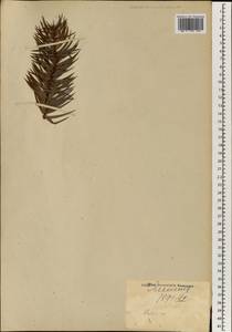 Пихта, Зарубежная Азия (ASIA) (Япония)