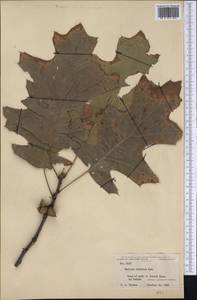 Quercus velutina Lam., Америка (AMER) (США)