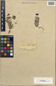 Мольткия голубая (Willd) Lehm., Зарубежная Азия (ASIA) (Турция)