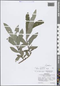 Ива Гмелина, Ива шерстистопобеговая Pall., Восточная Европа, Средневолжский район (E8) (Россия)