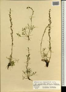 Artemisia oxycephala Kitag., Монголия (MONG) (Монголия)