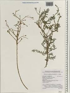 Pulicaria undulata, Зарубежная Азия (ASIA) (Израиль)