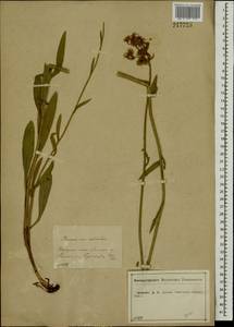 Pilosella echioides subsp. echioides, Восточная Европа, Центральный лесостепной район (E6) (Россия)