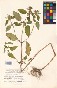 Пикульник обыкновенный L., Восточная Европа, Московская область и Москва (E4a) (Россия)