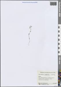 Яруточка пронзеннолистная (L.) F.K.Mey., Крым (KRYM) (Россия)