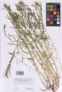 Колокольчик круглолистный L., Восточная Европа, Московская область и Москва (E4a) (Россия)