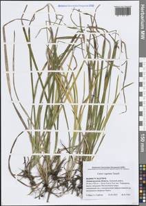 Осока влагалищная Tausch, Восточная Европа, Северо-Западный район (E2) (Россия)