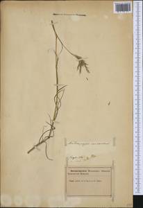 Heteropogon contortus (L.) P.Beauv. ex Roem. & Schult., Западная Европа (EUR) (Франция)