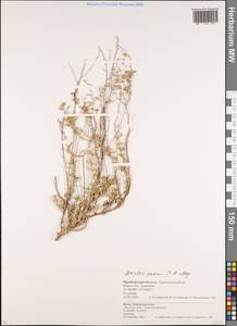 Лебеда серая, Кокпек Ledeb., Восточная Европа, Восточный район (E10) (Россия)