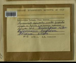 Ptilidium ciliare (L.) Hampe, Гербарий мохообразных, Мхи - Красноярский край, Тыва и Хакасия (B17) (Россия)