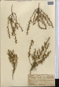 Климакоптера толстянковая M. Bieb., Средняя Азия и Казахстан, Северный и Центральный Казахстан (M10) (Казахстан)