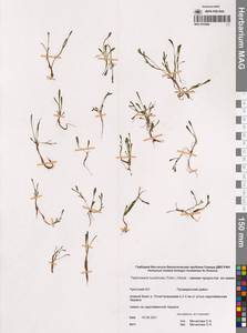 Пепельник тундровый (Tolm.) B.Nord., Сибирь, Чукотка и Камчатка (S7) (Россия)