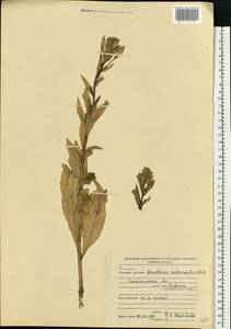 Oenothera × rubricaulis Kleb., Восточная Европа, Северо-Западный район (E2) (Россия)