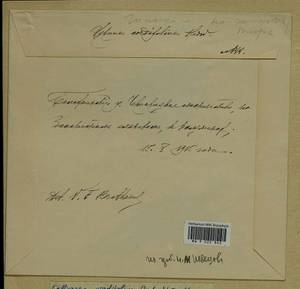 Calliergon cordifolium (Hedw.) Kindb., Гербарий мохообразных, Мхи - Центральное Нечерноземье (B6) (Россия)