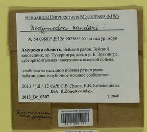 Husnotiella rufidula (Müll. Hal.) J.A. Jiménez & M.J. Cano, Гербарий мохообразных, Мхи - Дальний Восток (без Чукотки и Камчатки) (B20) (Россия)