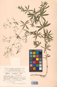 Подмаренник промежуточный Schult., Восточная Европа, Московская область и Москва (E4a) (Россия)