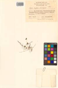 Коптис трехлистный (L.) Salisb., Сибирь, Чукотка и Камчатка (S7) (Россия)