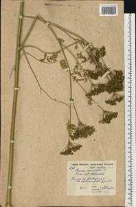 Болиголов крапчатый, Болиголов пятнистый L., Восточная Европа, Московская область и Москва (E4a) (Россия)